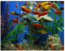 aquarium substrates